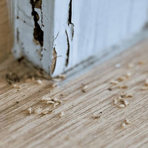 Cách xử lý mối mọt cho cửa gỗ hiệu quả Cách xử lý mối mọt cho cửa gỗ hiệu quả