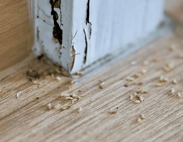 Cách xử lý mối mọt cho cửa gỗ hiệu quả